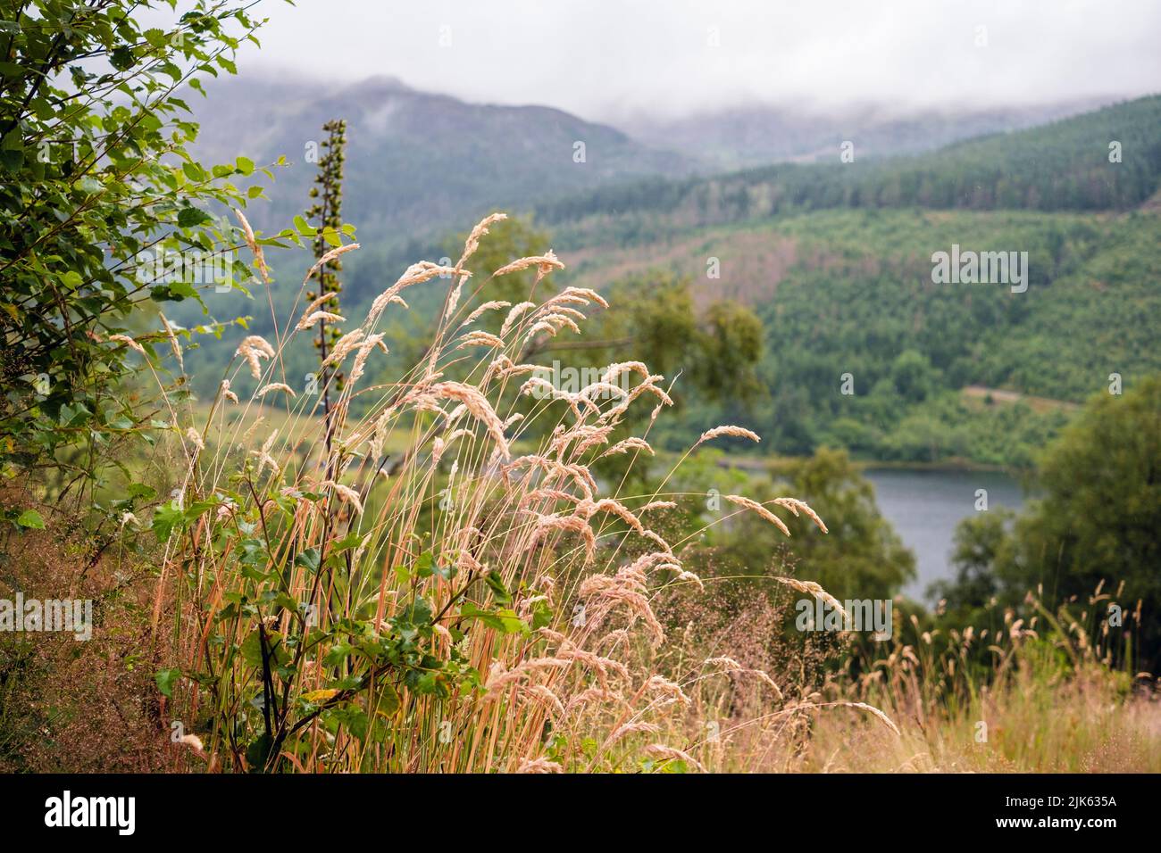 Raindrops on grasses above Llyn Crafnant lake with low cloud on mountains in Snowdonia. Crafnant, Capel, Curig, Conwy, north Wales, UK, Britain Stock Photo