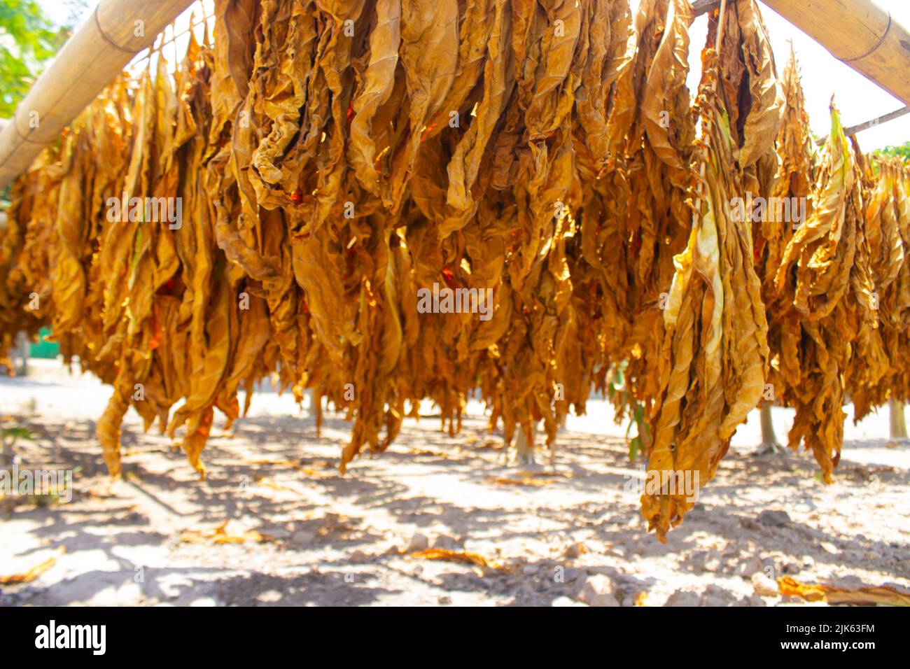 dip tobacco brands Reynolds Brands