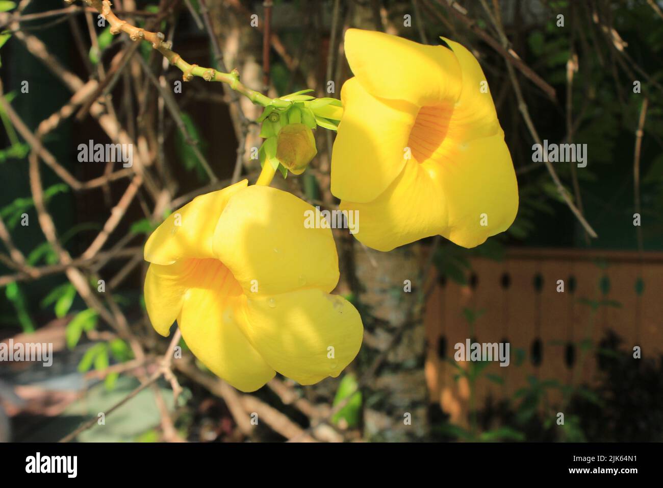 yellow buttercup flower or Alamanda or allamanda flower. Beautiful yellow flowers that are in bloom Stock Photo