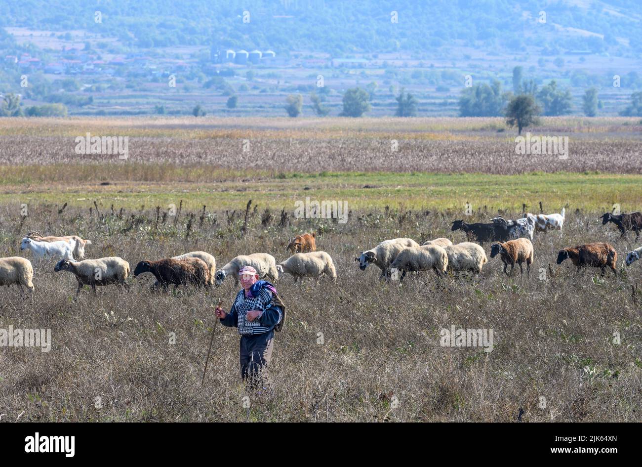 A shepherd grazing his flock on  pasture next to the wetlands by Lake Prespa near the village of Lemos,  Macedonia, Northern Greece. Stock Photo