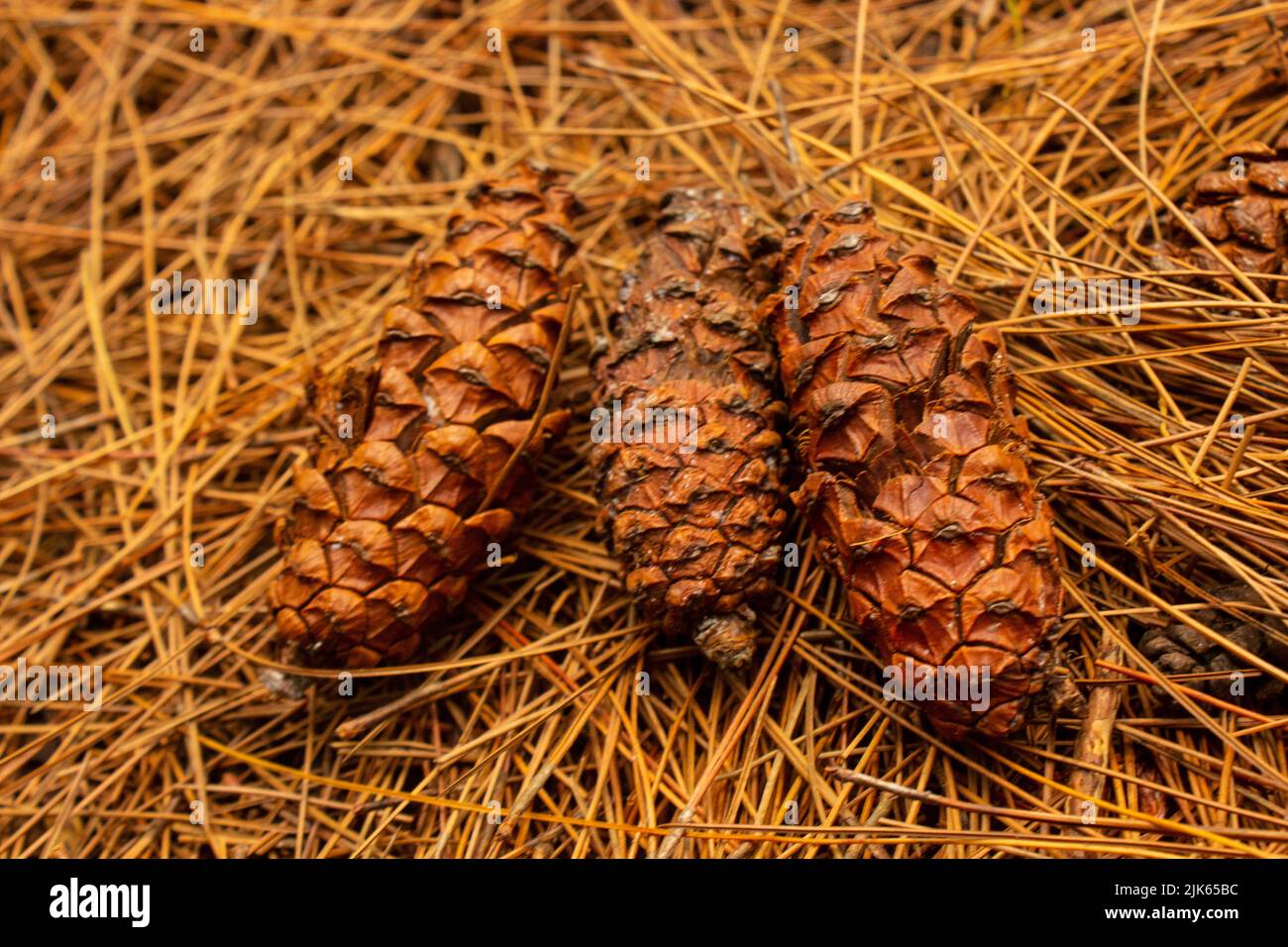 brown pine cone, pine seed on wood background Stock Photo