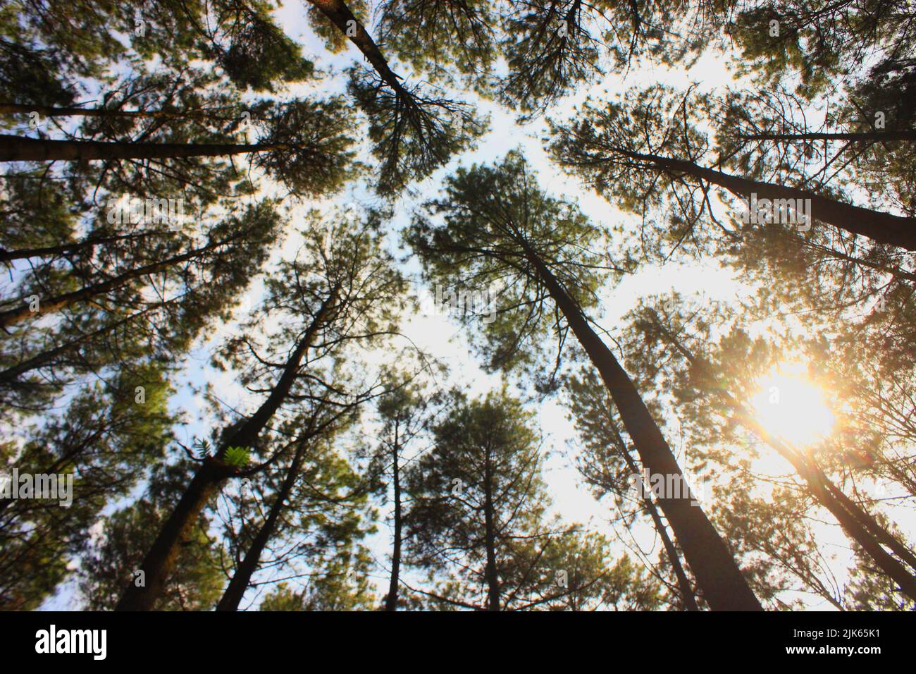 Old growth pine forest hi-res stock photography and images - Alamy