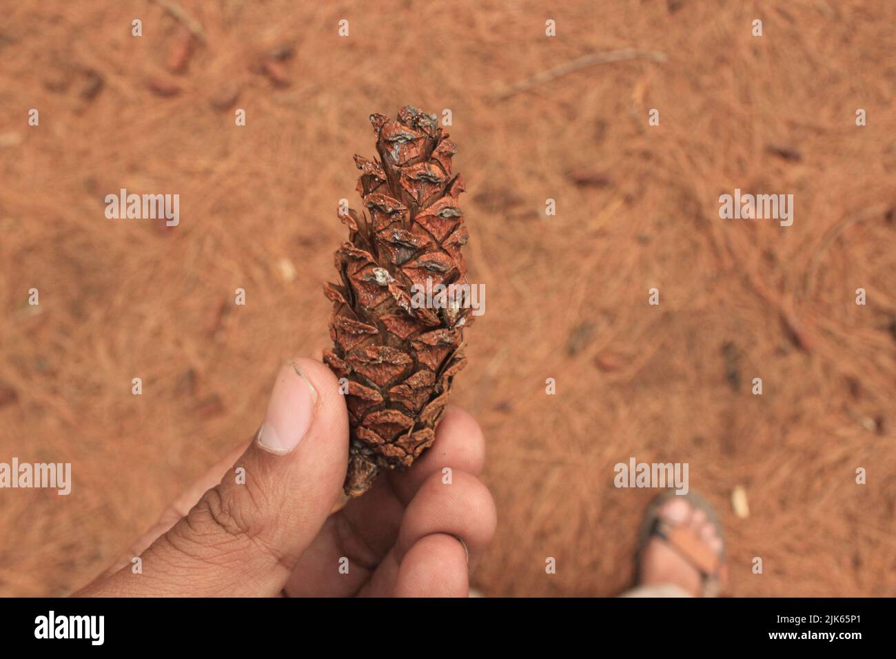 brown pine cone, pine seed on pine forest Stock Photo