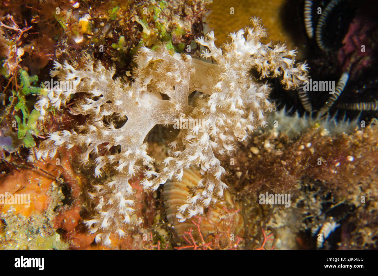 Soft coral, Sinularia sp., Alcyoniidae, Anilao, Batangas, Philippines, Indo-pacific Ocean, Asia Stock Photo