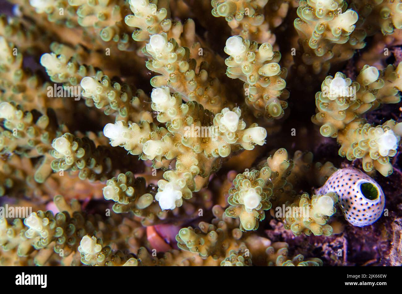 Stony coral, Acropora sp., Acroporidae, Anilao, Batangas, Philippines, Indo-pacific Ocean, Asia Stock Photo