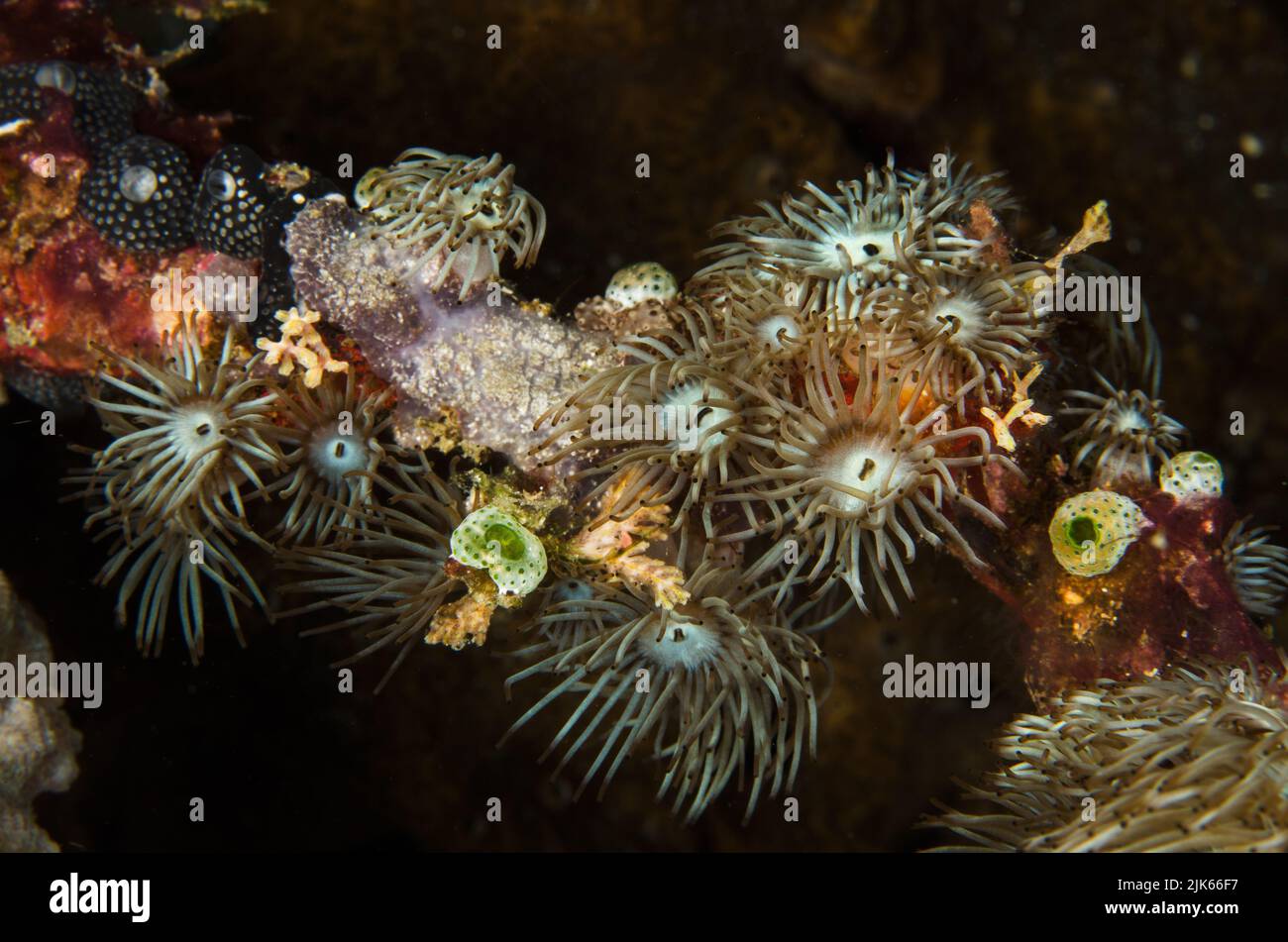 Stick anemones, Acrozoanthus australiae, Zoanthidae, Anilao, Batangas, Philippines, Indo-pacific Ocean, Asia Stock Photo