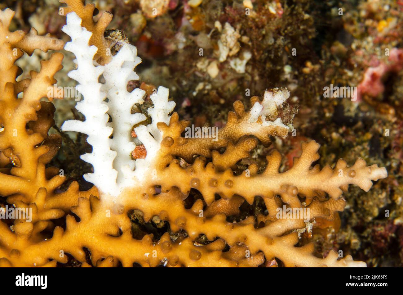 Hard coral Acropora sp. blanching, Anilao, Batangas, Philippines, Indo-pacific Ocean, Asia Stock Photo