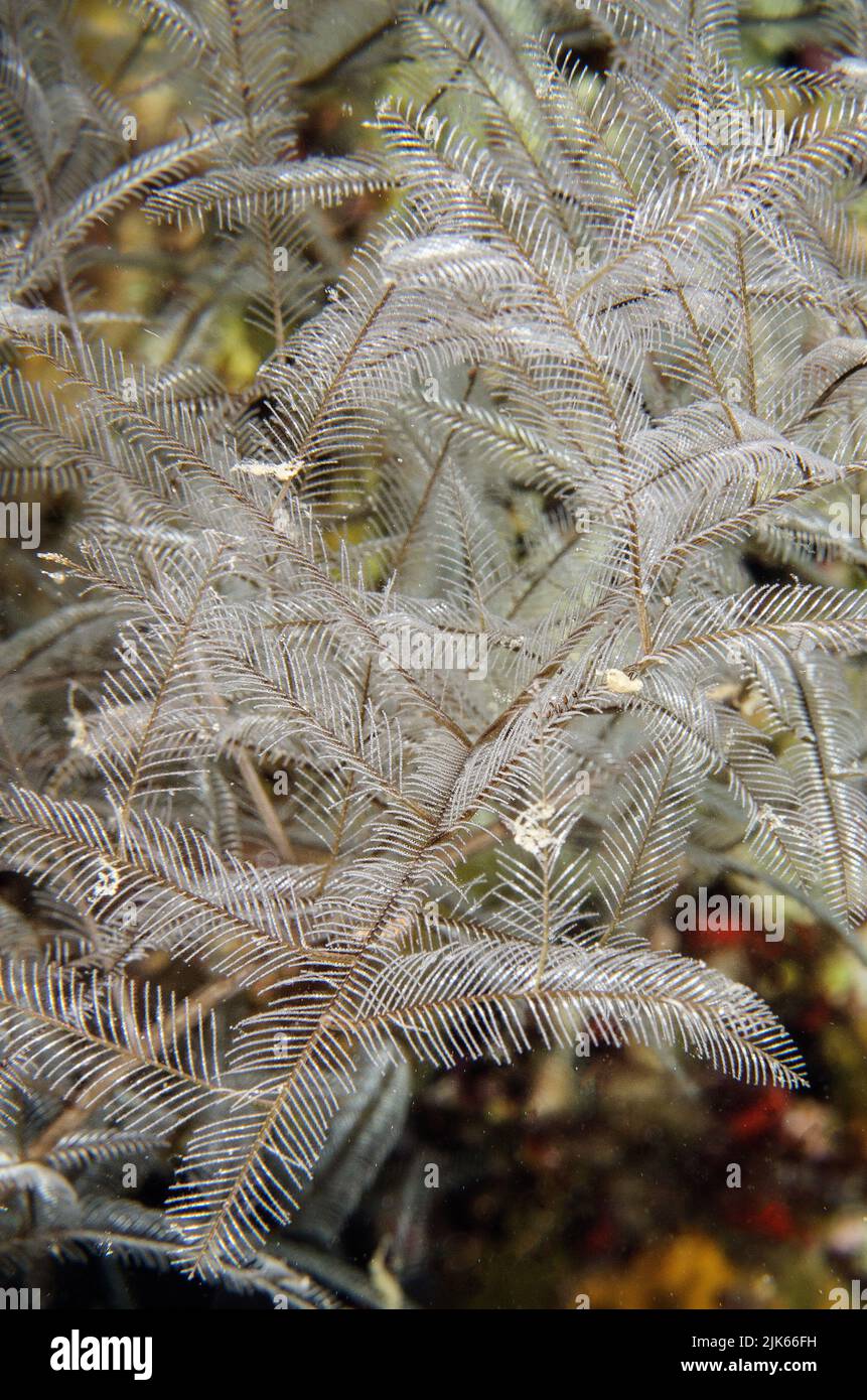 Stinging Hydrozoan, Aglaophenia cupressina, Plamulariidae, Anilao, Indo-pacific Ocean, Philippines, Asia Stock Photo