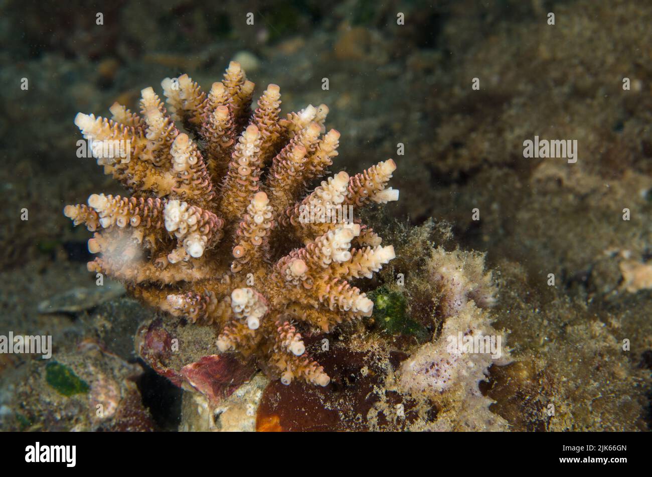 Stony coral, Acropora sp., Acroporidae, Anilao, Batangas, Philippines, Indo-pacific Ocean, Asia Stock Photo