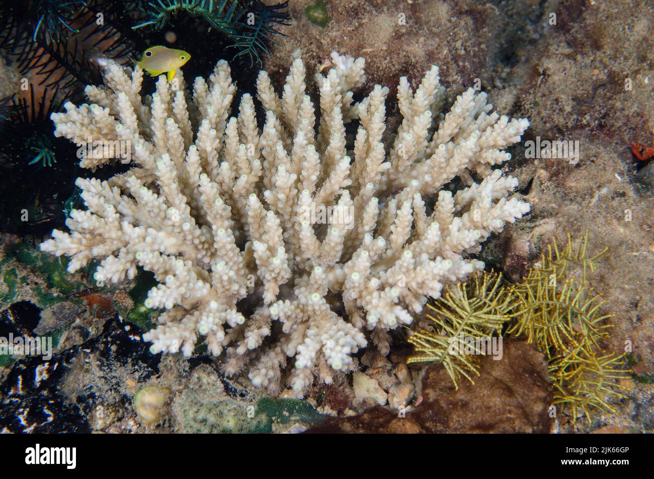 Stony coral, Acropora sp., Acroporidae, Anilao, Batangas, Philippines, Indo-pacific Ocean, Asia Stock Photo