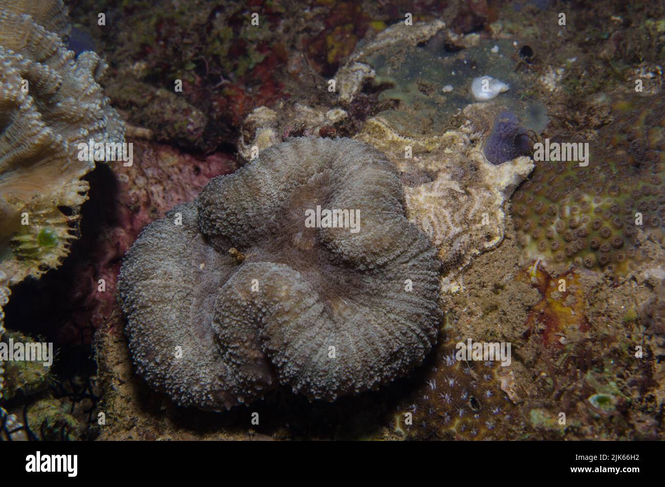 Brain coral, Lobophyllia sp., Lobophylliidae, Anilao, Batangas, Philippines, Indo-pacific Ocean, Asia Stock Photo