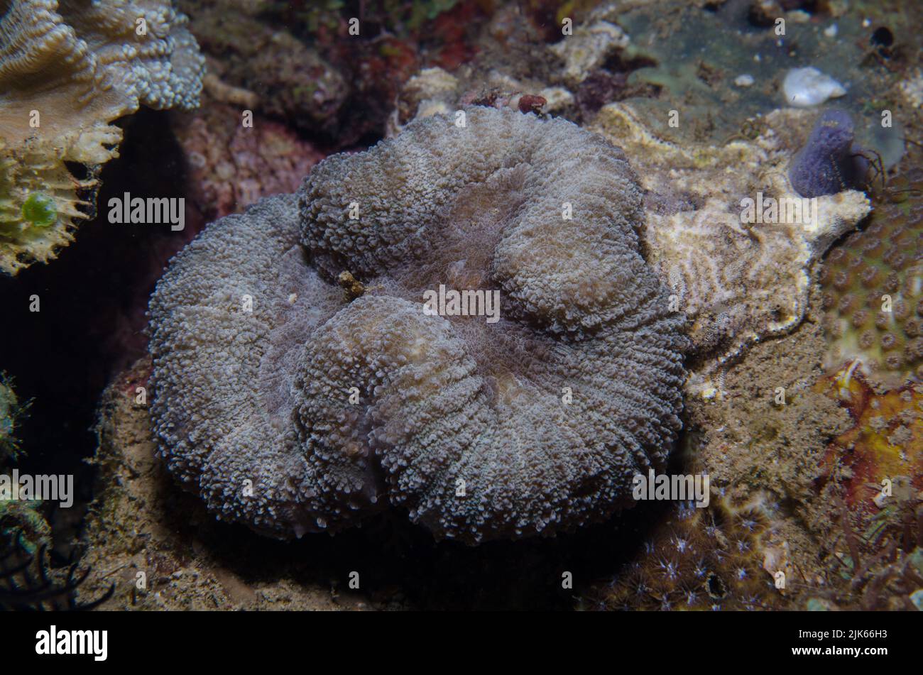 Brain coral, Lobophyllia sp., Lobophylliidae, Anilao, Batangas, Philippines, Indo-pacific Ocean, Asia Stock Photo