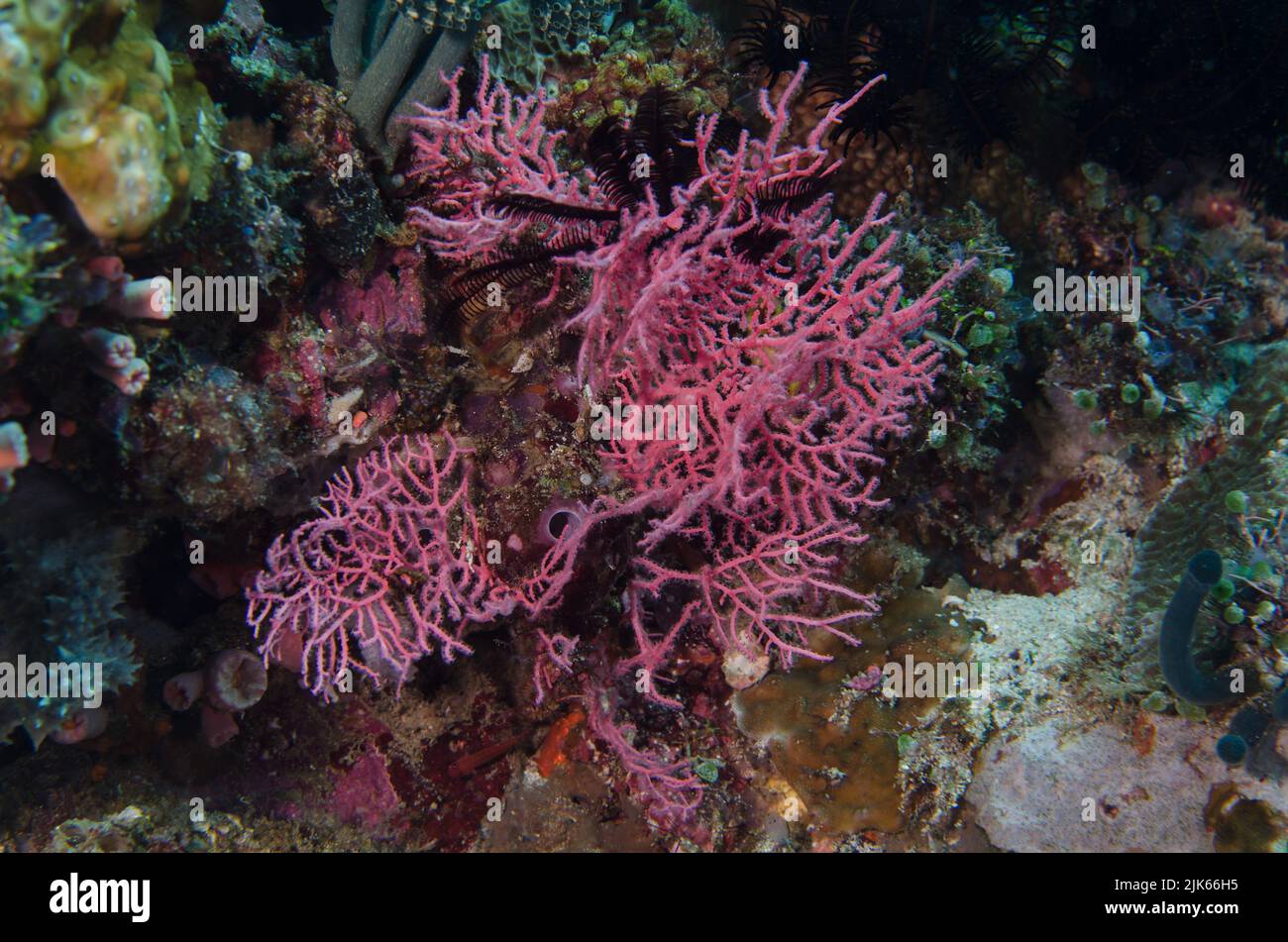Sea fan, Melithaea sp., Melithaeidae, Anilao, Batangas, Philippines, Indo-pacific Ocean, Asia Stock Photo