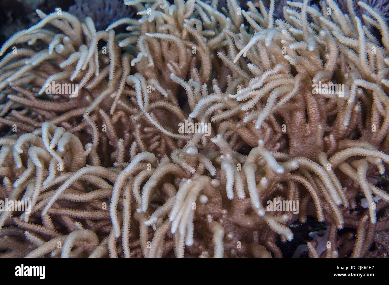 Sea Fan, Rumphella sp., Gorgoniidae, Anilao, Batangas, Philippines, Indo-pacific Ocean, Asia Stock Photo