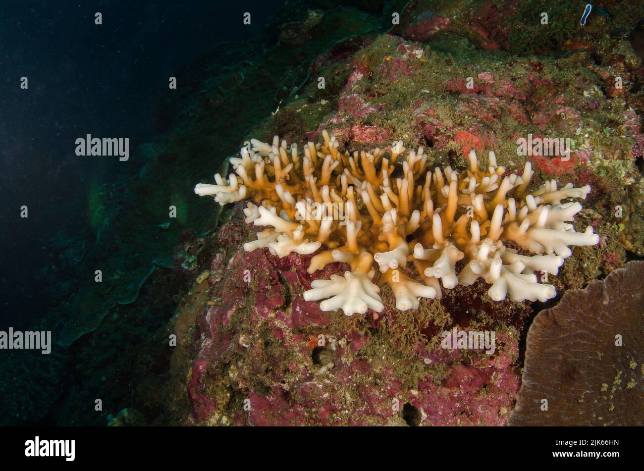 Stony coral, Seriatopora sp., Acroporidae, Anilao, Batangas, Philippines, Indo-pacific Ocean, Asia Stock Photo