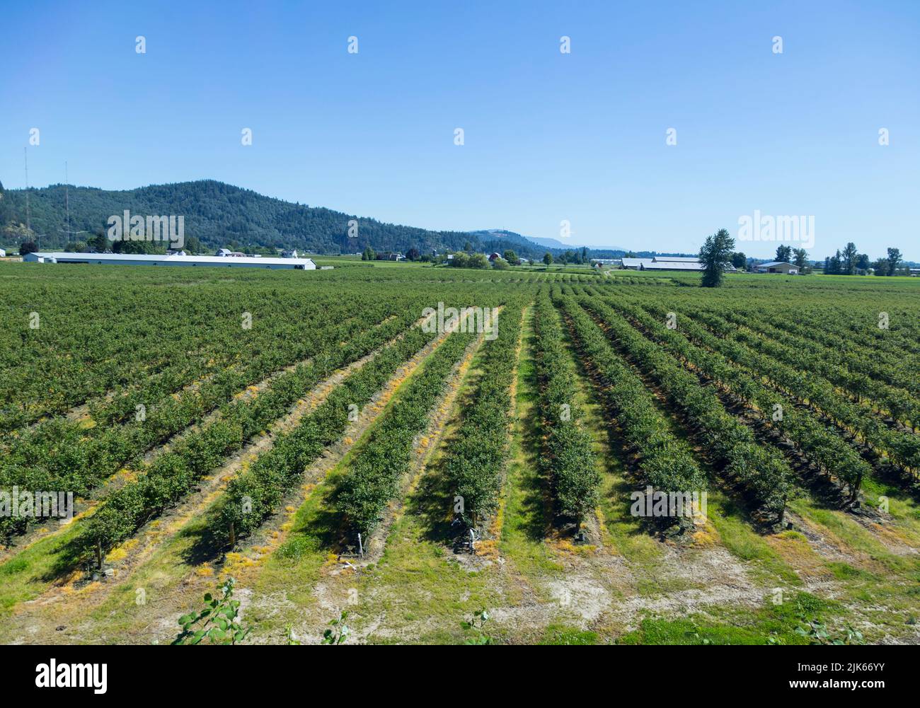 Field of Blue Berries Stock Photo