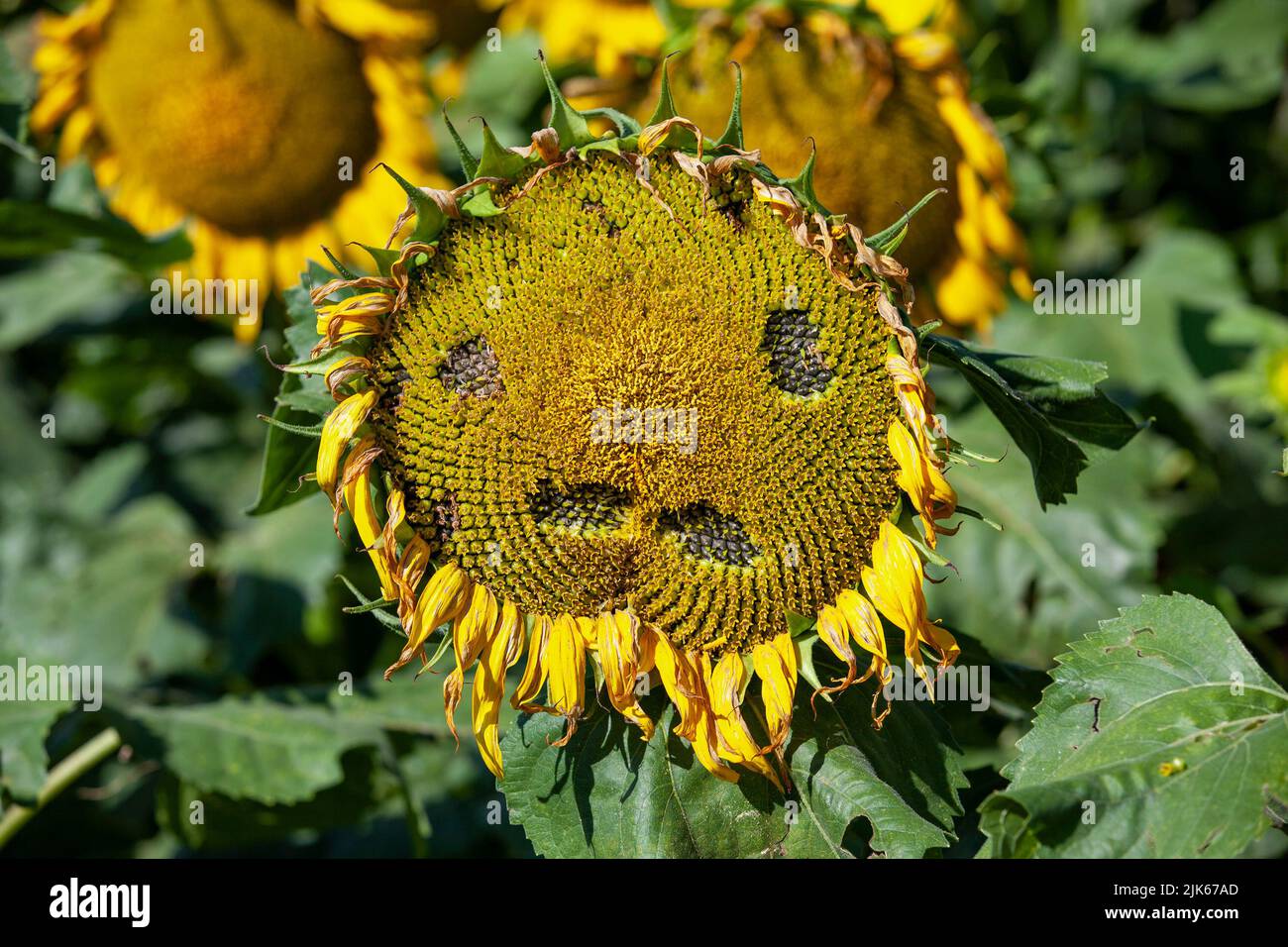 a field with sunflowers during cultivation to harvest sunflower seeds ...