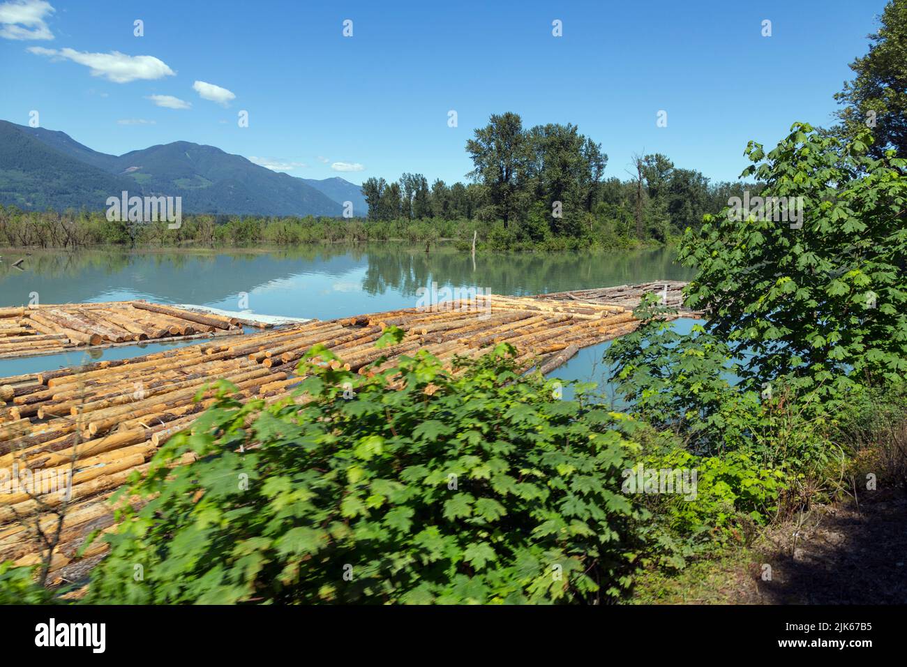 Floating timber down the Frazer River Stock Photo