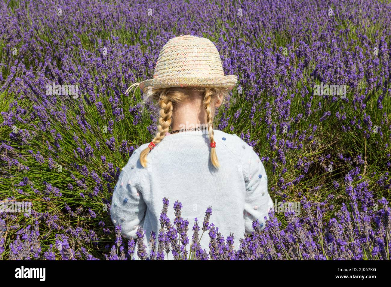 Young girl in field of Lavender Stock Photo