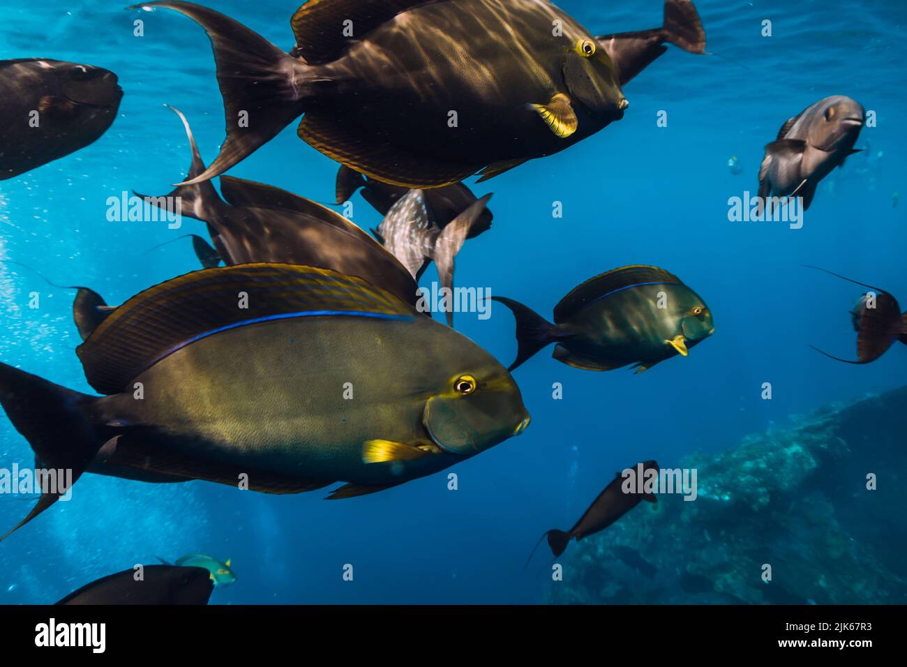 Tropical fishes in underwater blue ocean. Group of fish in tropical sea