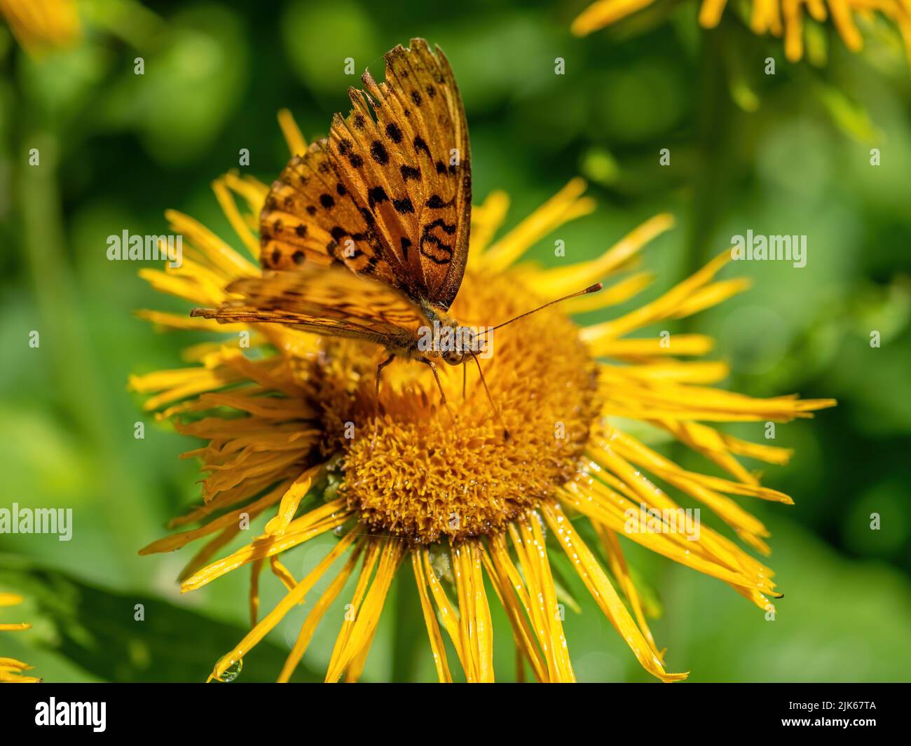 butterfly on yellow flower close up Stock Photo