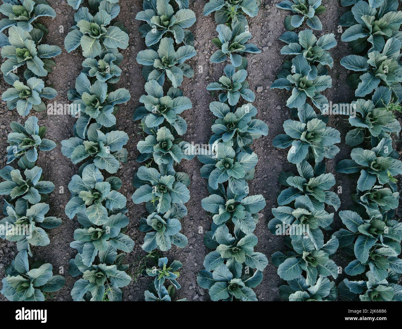 Fresh green cabbage in the farm field. Landscape aerial view of a