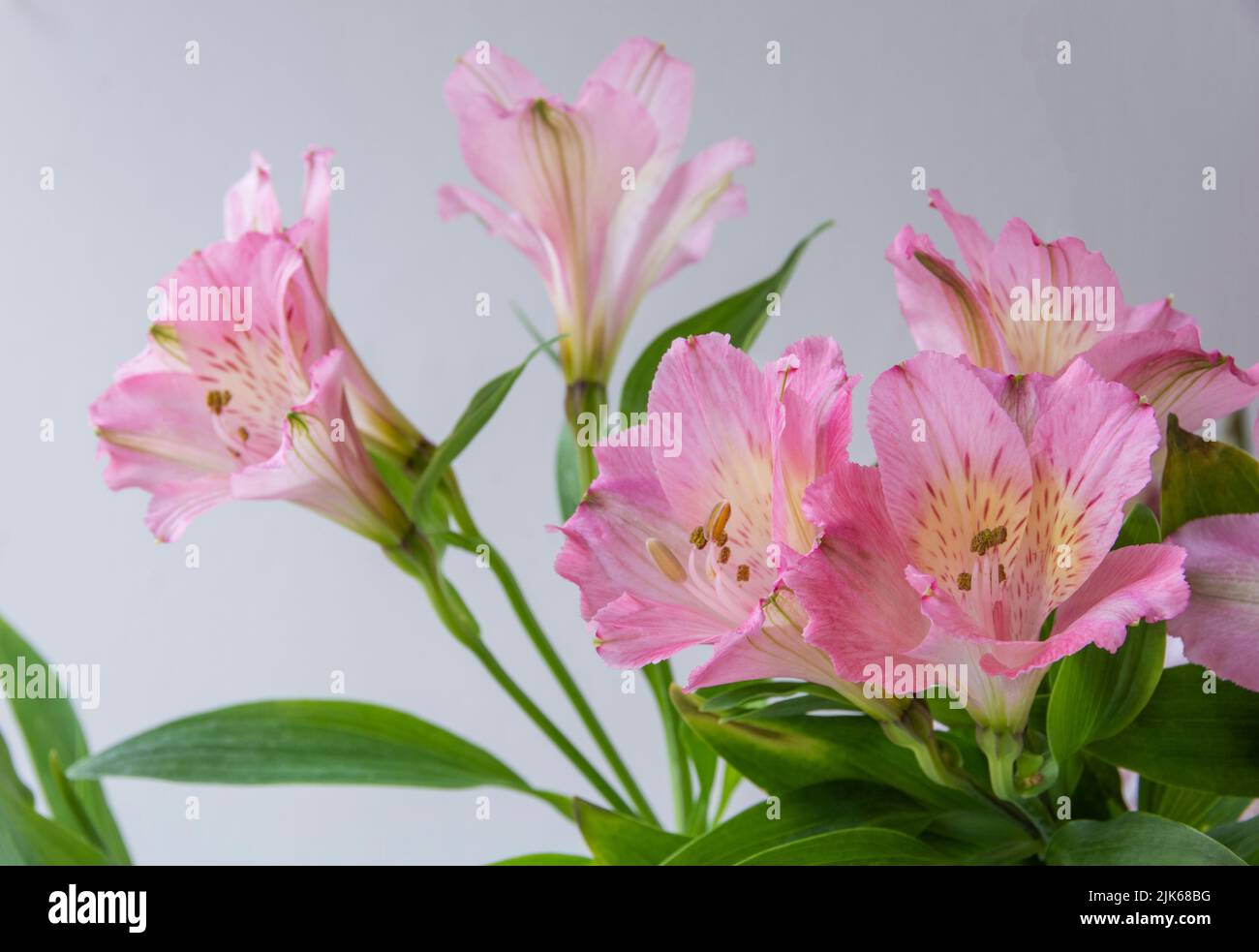 A bouquet of Pink Alstroemeria flowers in full flower with a white background, landscape orientation Stock Photo