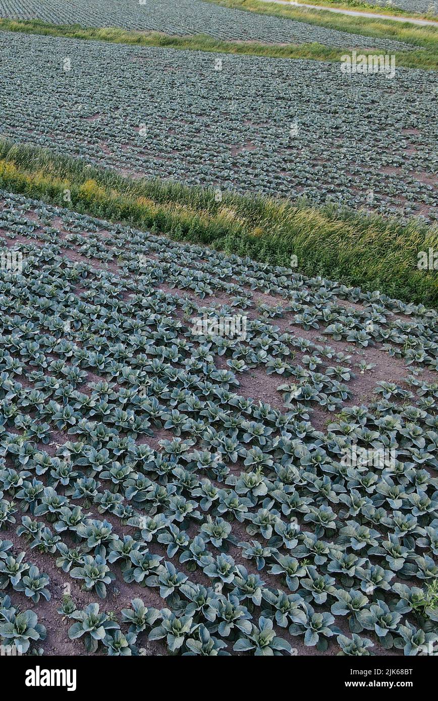 Fresh green cabbage in the farm field. Landscape aerial view of a