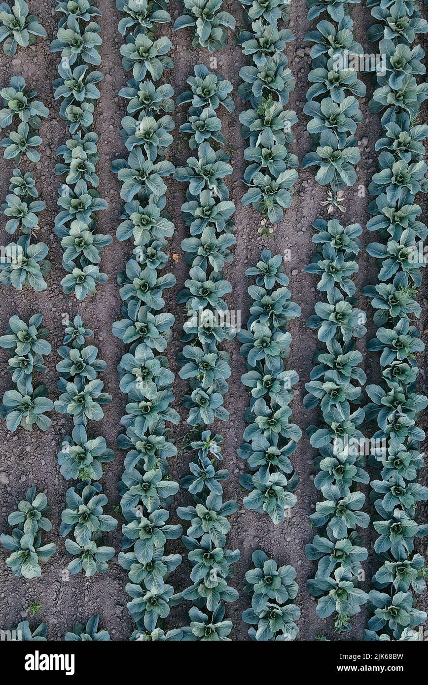 Fresh green cabbage in the farm field. Landscape aerial view of a