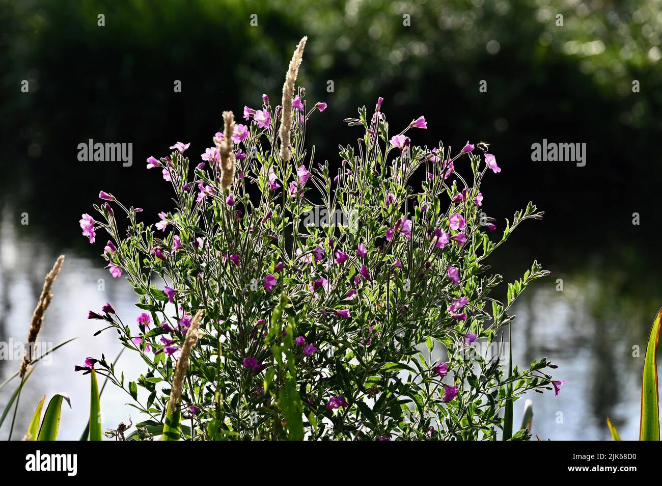 Flowers, River Darent, Lullingstone Country Park, Eynsford, Kent. UK Stock Photo