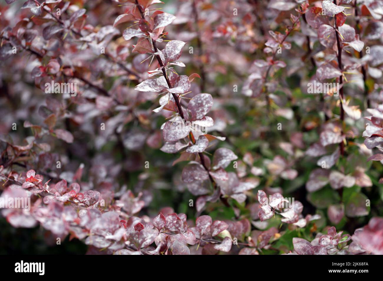 Powdery mildew, a fungal disease, infection on barberry leaves. Stock Photo
