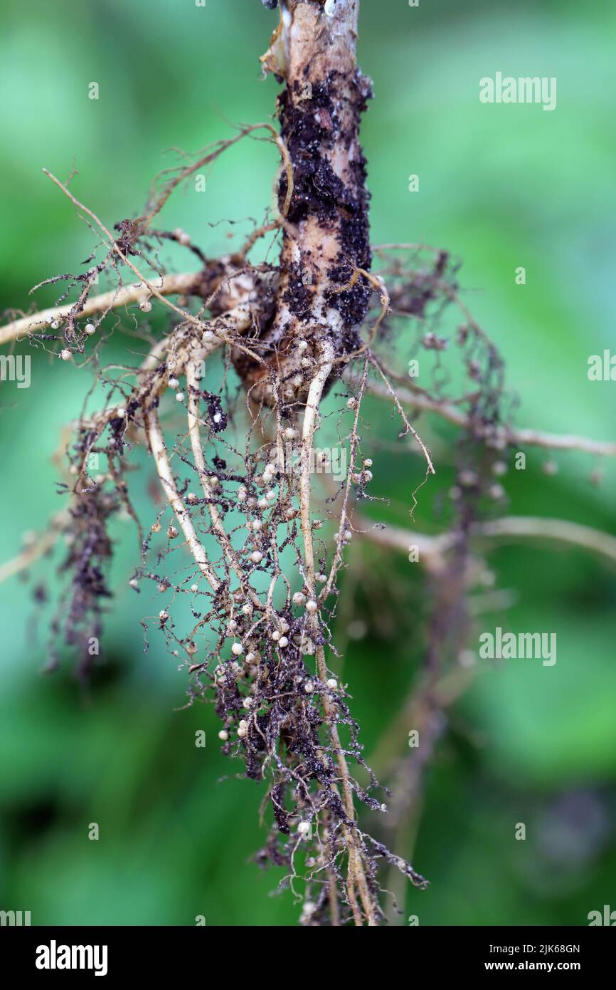 Nodules on the bean roots. Atmospheric nitrogen-fixing bacteria live inside. Stock Photo