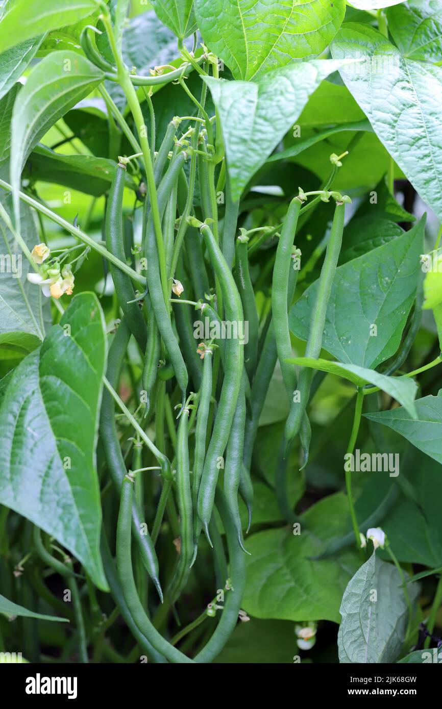 Green dwarf green beans growing on a bed in the garden. Own vegetable garden. Stock Photo