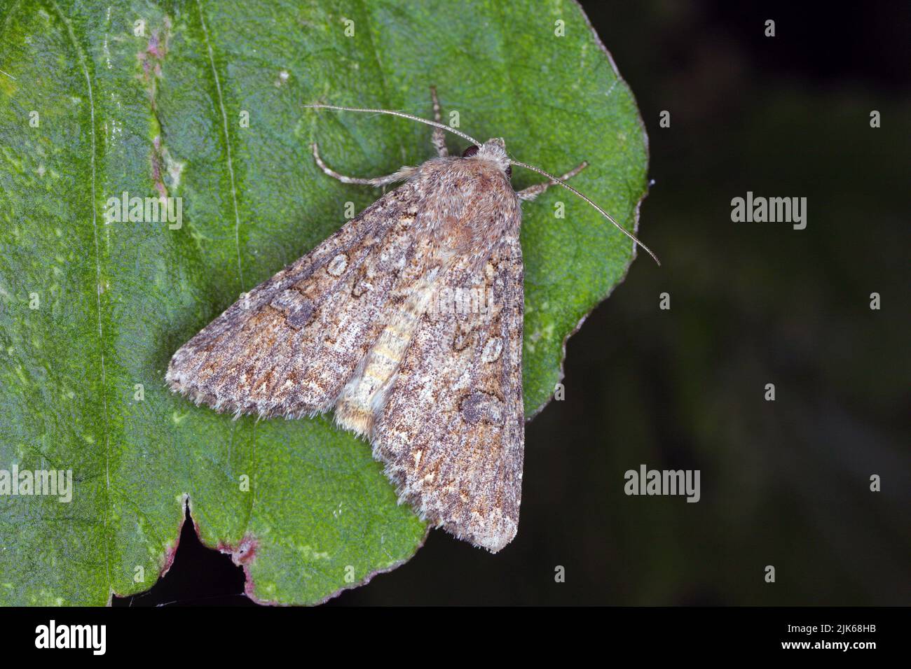 Cabbage moth (Mamestra brassicae). Insect in the family Noctuidae. Stock Photo