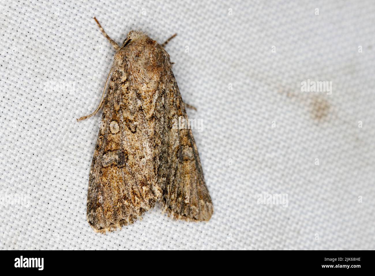Cabbage moth (Mamestra brassicae). Insect in the family Noctuidae Stock