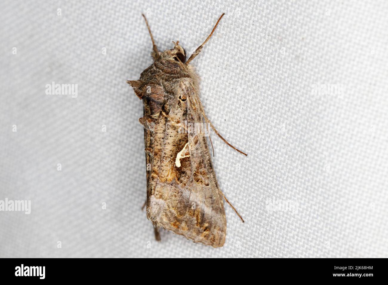 The Silver Y (Autographa gamma) is a migratory moth of the family ...