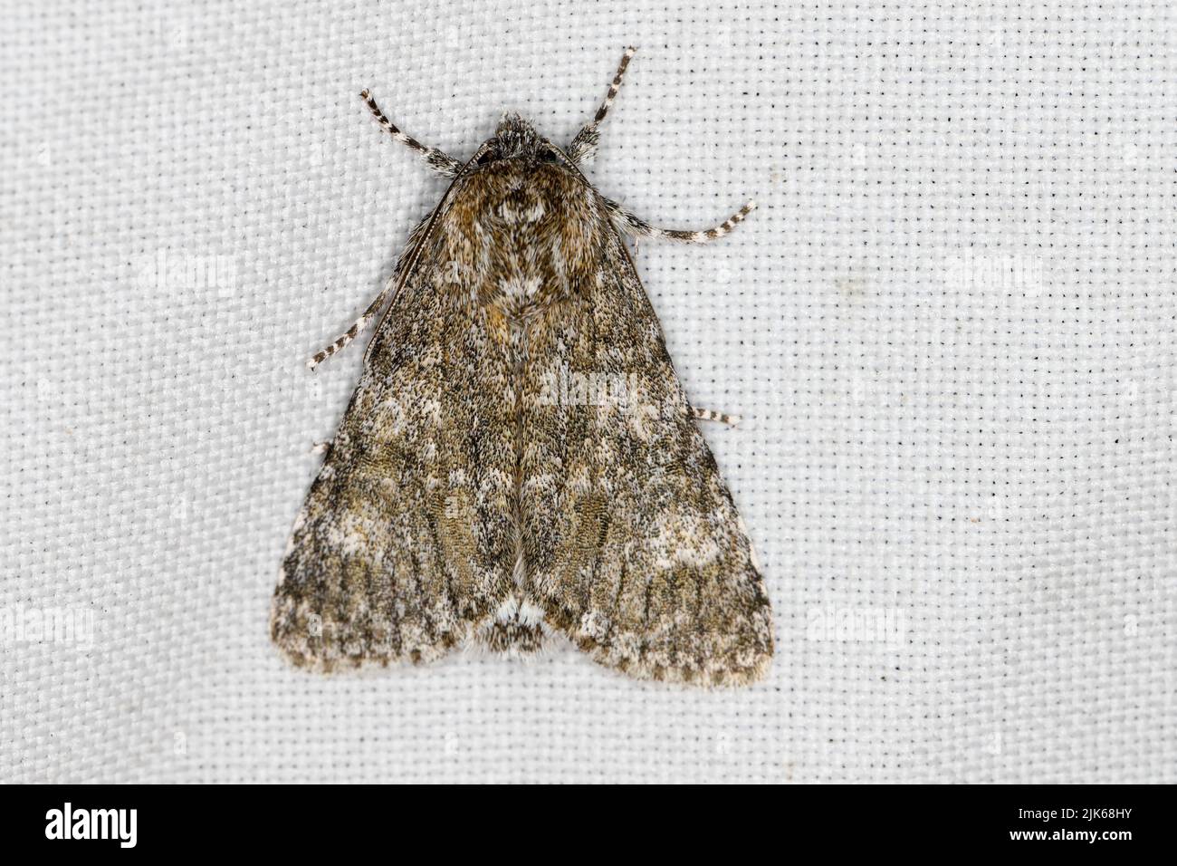 Moth of Noctuidae family (owlet moths, armyworm) on canola leaf. It is a dangerous pest. Stock Photo