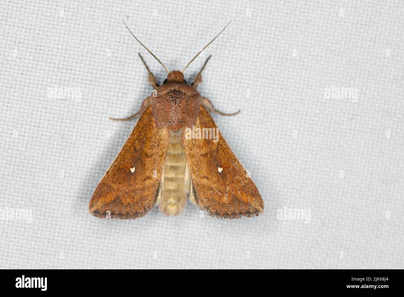 White-Point Moth, Mythimna albipuncta, an insect lured by the light. Stock Photo
