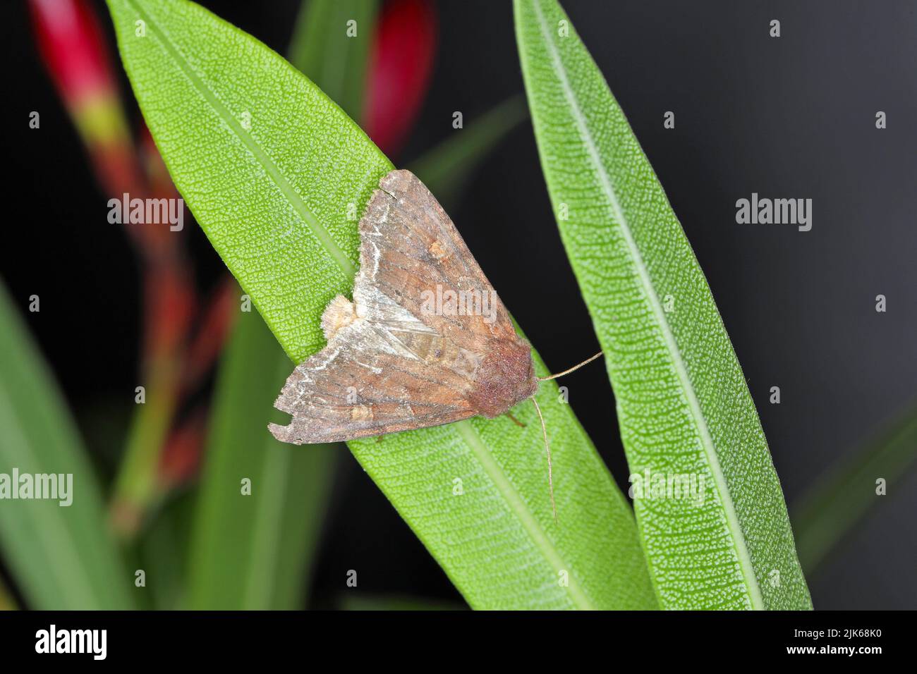 Moth of Noctuidae family (owlet moths, armyworm) on canola leaf. It is a dangerous pest. Stock Photo