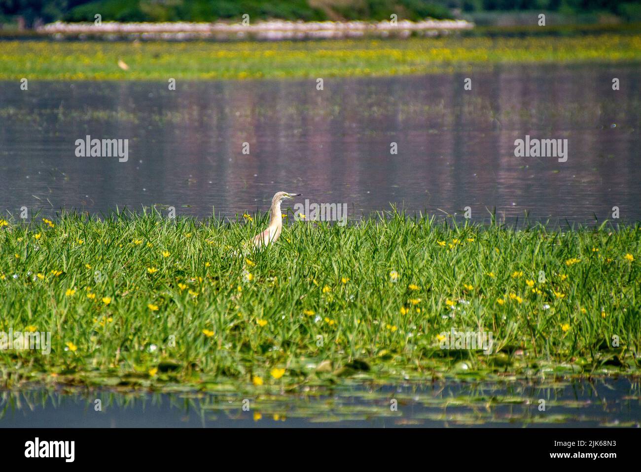 Edessa, Greece, July 12, 2022. Bird on Lake Kerkini. Lake Kerkíni, is a dam lake in the regional district of Serres in Central Macedonia Stock Photo