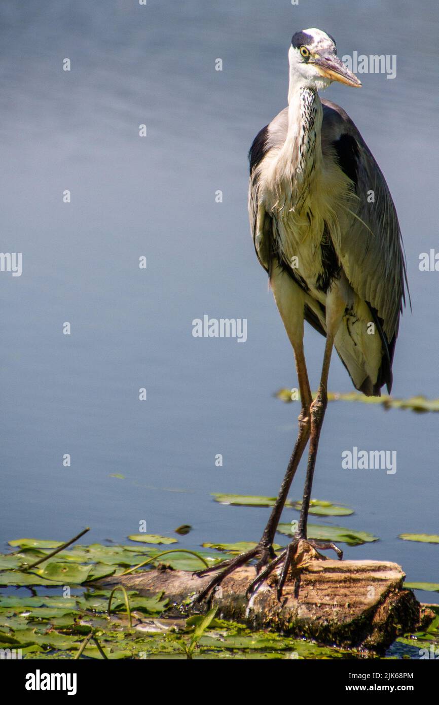 Edessa, Greece, July 12, 2022. Bird on Lake Kerkini. Lake Kerkíni, is a dam lake in the regional district of Serres in Central Macedonia Stock Photo