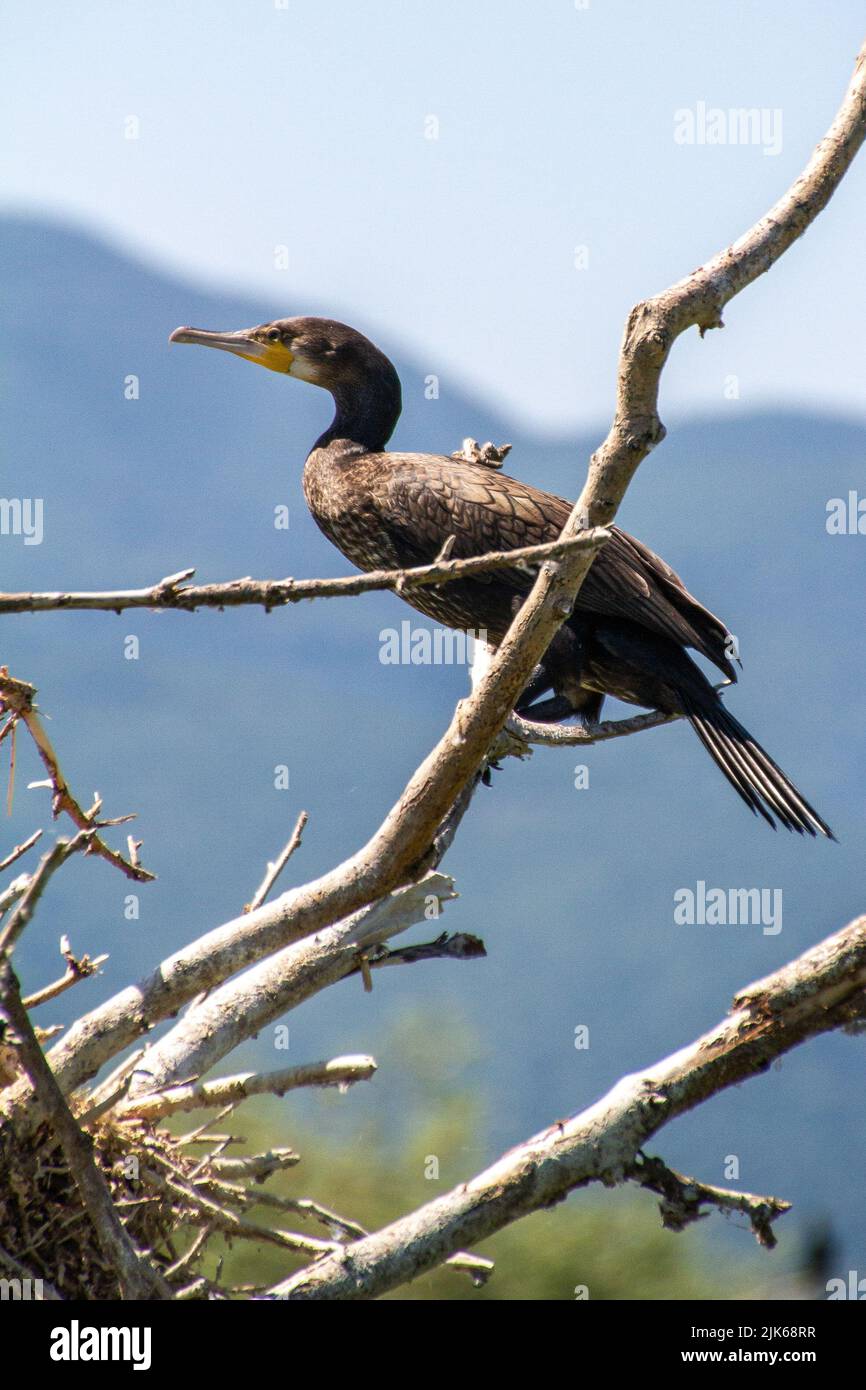 Edessa, Greece, July 12, 2022. Bird on Lake Kerkini. Lake Kerkíni, is a dam lake in the regional district of Serres in Central Macedonia Stock Photo