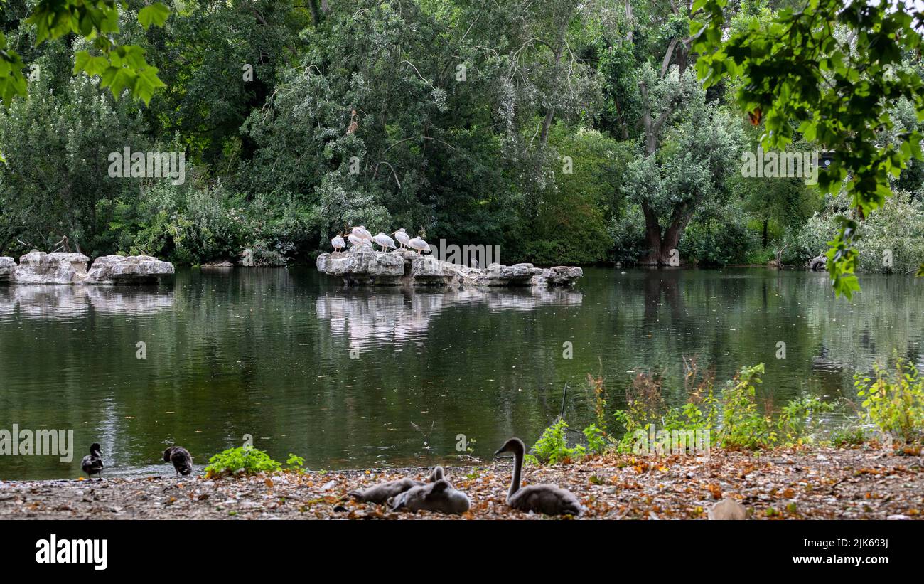 Six pelicans perches on a rock in a lake at St. James’s Park this morning.   Image shot on 25th July 2022.  © Belinda Jiao   jiao.bilin@gmail.com 0759 Stock Photo
