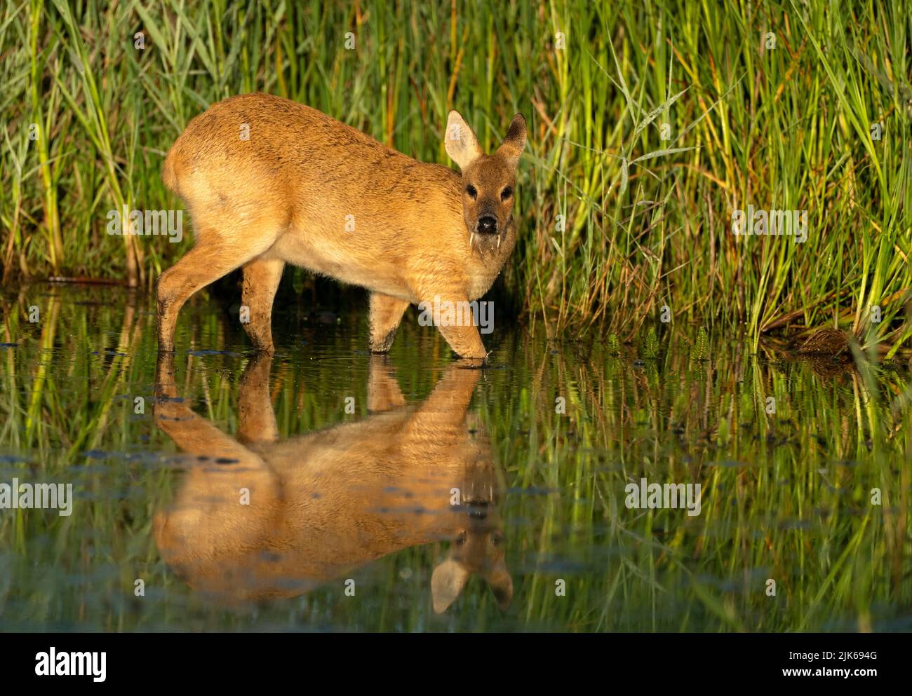 A male Chinese water deer (Hydropotes inermis) taking a early morning drink, Norfolk Stock Photo
