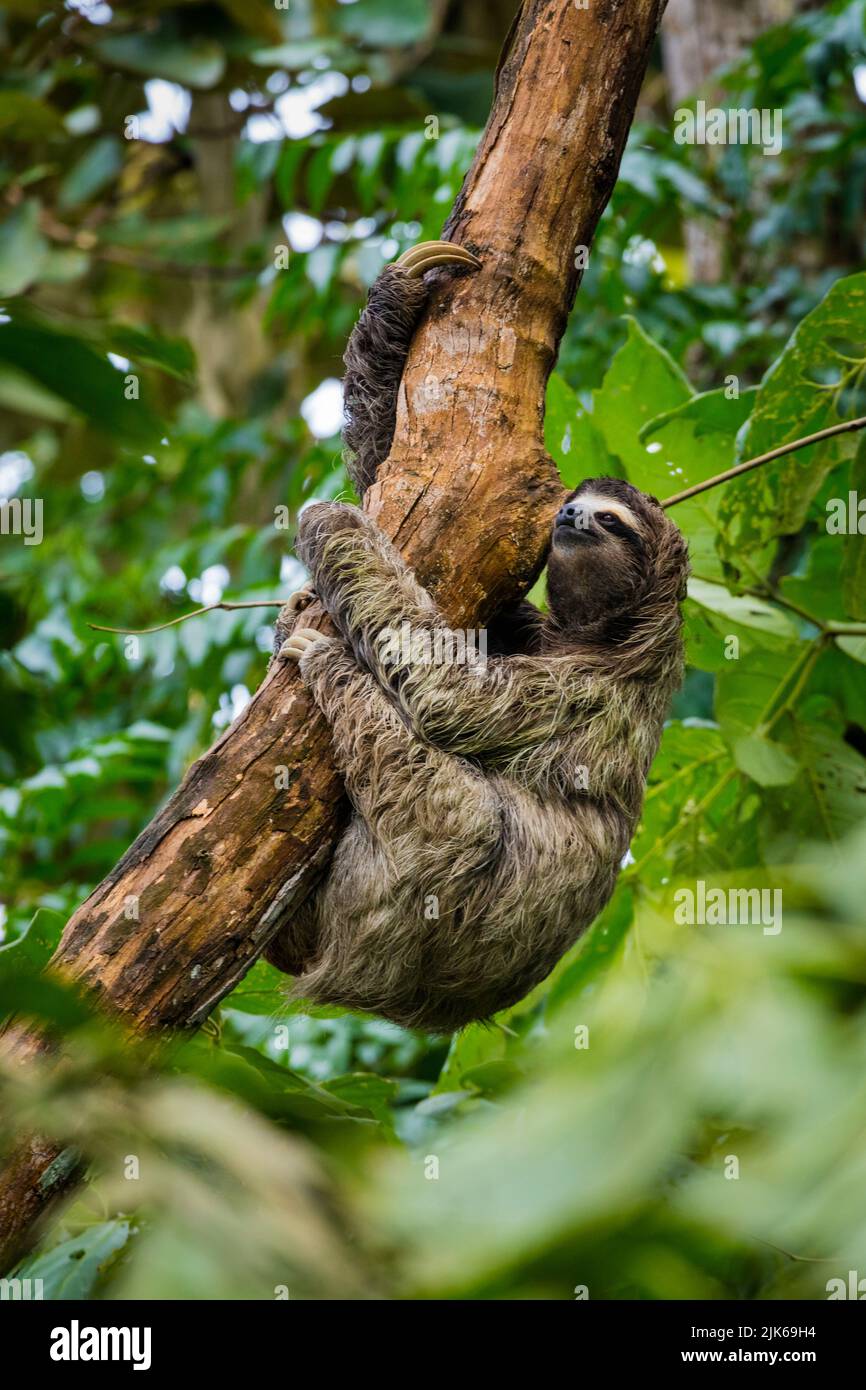 Panama wildlife with a three-toed sloth, Bradypus variegatus, climbing a tree in a rainforest near Albrook, Panama City, Republic of Panama. Stock Photo