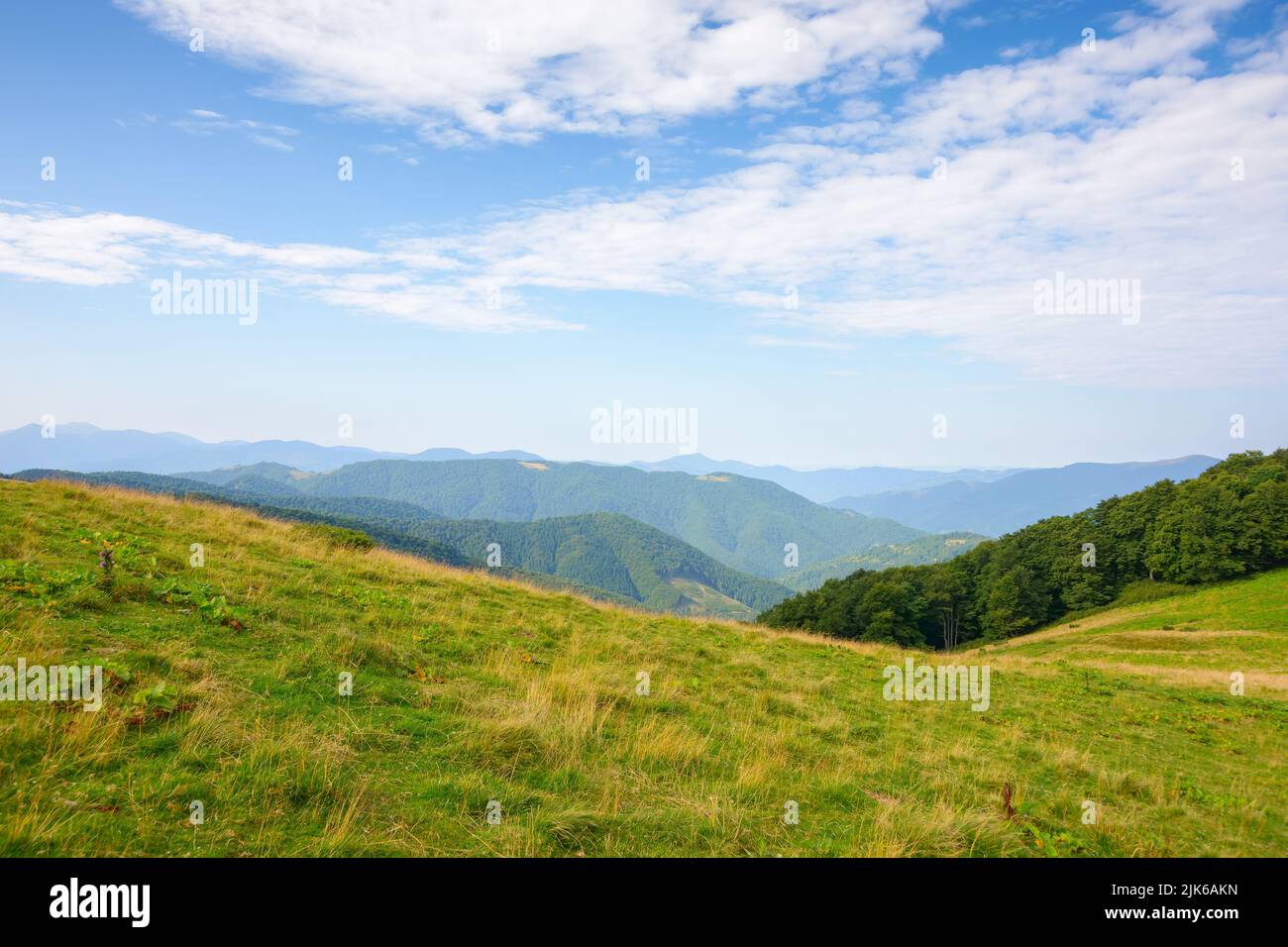 alpine meadows on a sunny summer morning. beech forest on the hill. mountain ridge in the distance beneath a blue sky with fluffy clouds Stock Photo