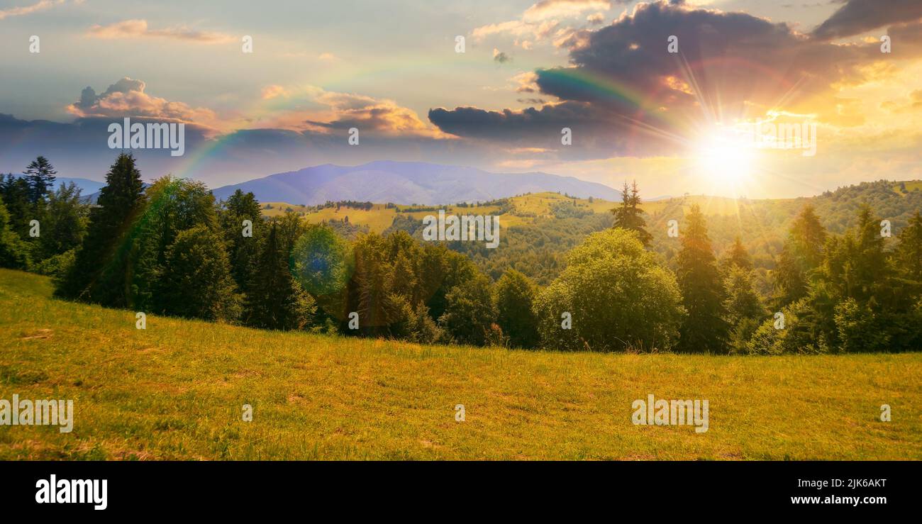 coniferous forest on the hill at sunset. green summer nature scenery in carpathian mountains under the rainbow in evening light. sunny weather with cl Stock Photo