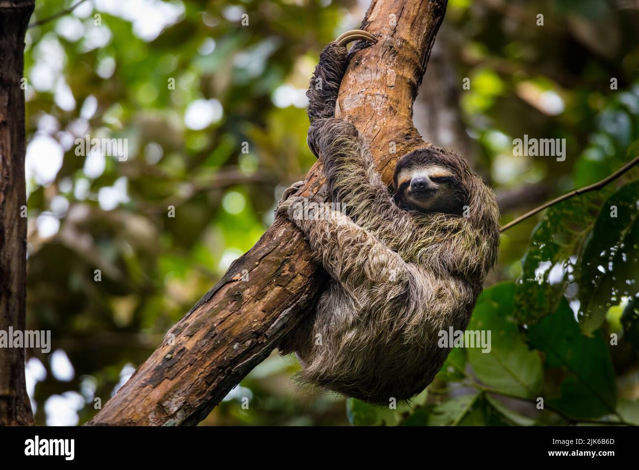 Panama wildlife with a three-toed sloth, Bradypus variegatus, climbing a tree in a rainforest near Albrook, Panama City, Republic of Panama. Stock Photo