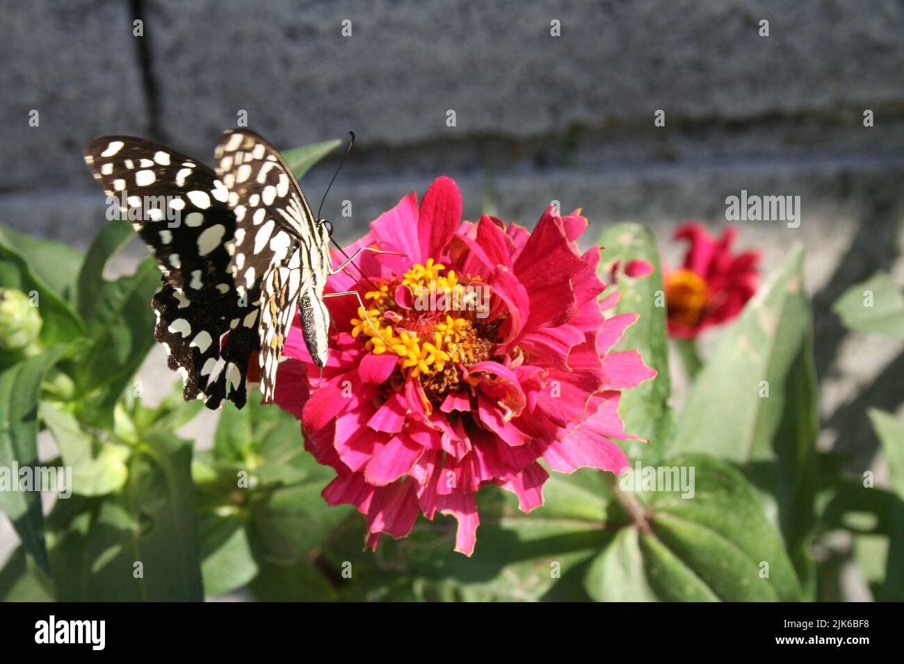 butterfly feeding Stock Photo