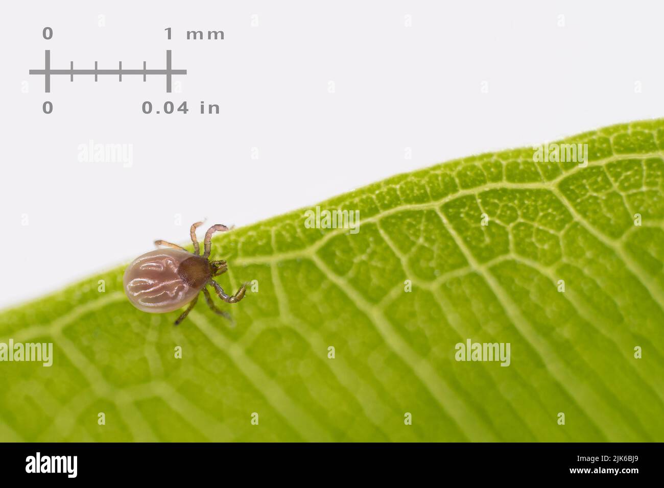 Small deer tick on green leaf and measuring scale on a white background. Ixodes ricinus. Closeup a parasitic mite fattened with blood. Insect parasite. Stock Photo